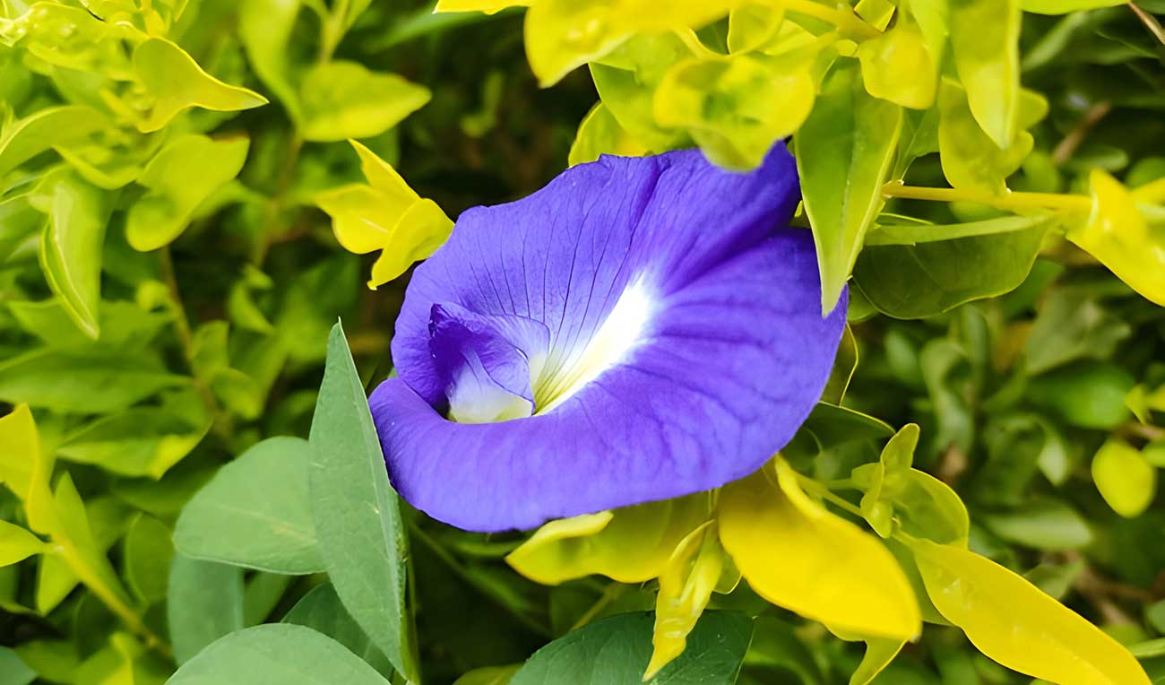 Shankhapushpi Convolvulus Pluricaulis